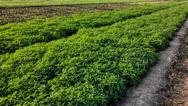 Rows of lush green basil plants growing in neat diagonal rows on a cultivated farm field