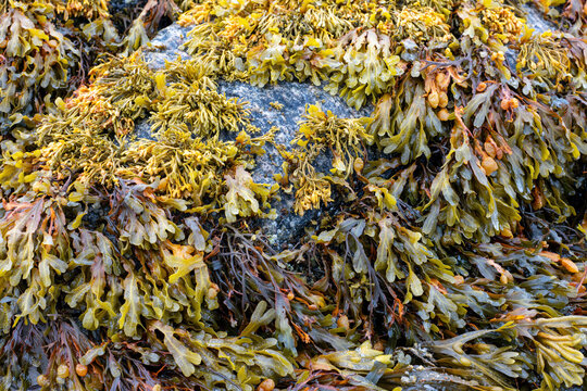 Colorful seaweed