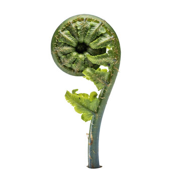Green fern fiddlehead png fern frond png curled crosier png fern sprout png young ostrich fern png isolated on transparent background for botanical nature design