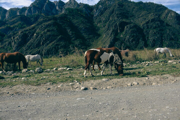 Herd of horses grazing on green pasture near mountain road © VKirillov
