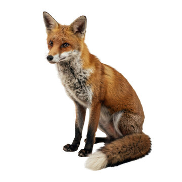 Wild red fox png vulpes vulpes png sitting woodland animal png forest predator png alert wild canine png isolated on transparent background for wildlife design