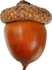 Brown acorn isolated on white background © Andrzej Tokarski