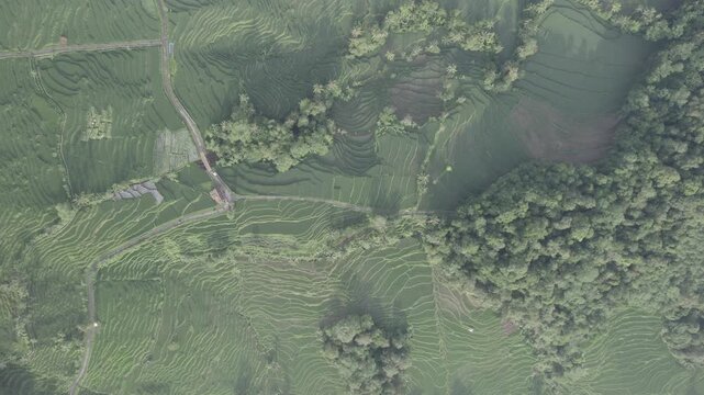 Aerial Top View of Green Rice Terraces and Tropical Forest Landscape at Majalengka, West Java