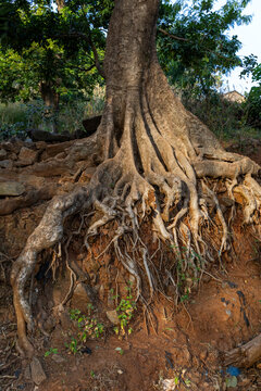 Tree with large exposed roots on rocky slope, Kabye mount, Togo