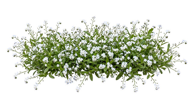 Horizontal Border of Small Dark Purple and Blue Myosotis Flowers with Lush Green Foliage on Plain Black Backdrop for Elegant Botanical Art and Commercial Graphic Design.