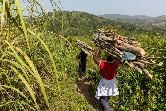 Women carrying firewood bundles uphill, Kpalime, Togo