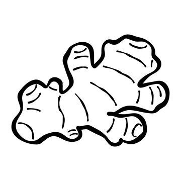Handdrawn Illustration of Fresh Ginger Root