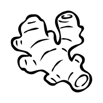 Handdrawn Illustration of Fresh Ginger Root