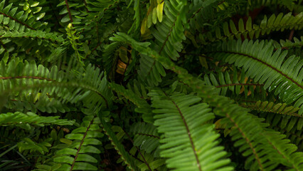 Dense Green Fern Fronds with Red Stems Close-Up, Overlapping Pinnate Leaf Texture — Lush Forest Foliage Background Concept © Svetlana