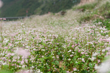 Fototapeta premium A close-up of stunning buckwheat flowers, a signature flower of Ha Giang.