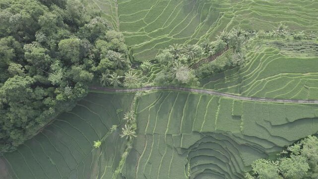 Aerial Top Down View of Green Rice Terraces and Tropical Forest in Majalengka, West Java Indonesia