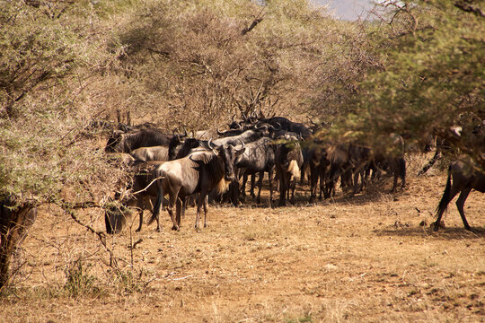 Gnuherde im trockenen Buschland der Serengeti