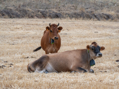 VACAS LECHERAS PASTAN EN CAMPO