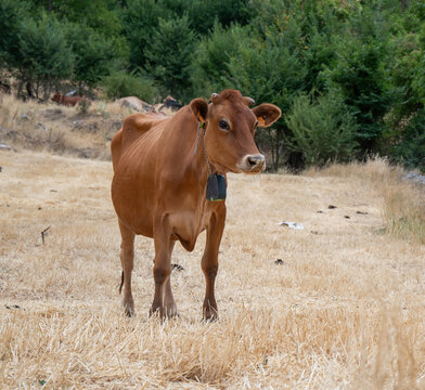 VACAS LECHERAS PASTAN EN CAMPO