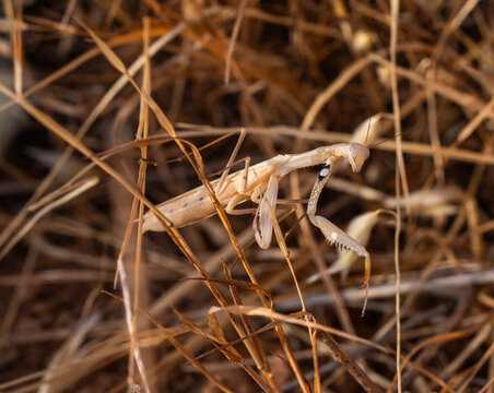MANTIS RELIGIOSA