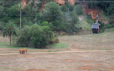 ELEFANTES SALVAJES EN PARQUE DE CABARCENO © daniel