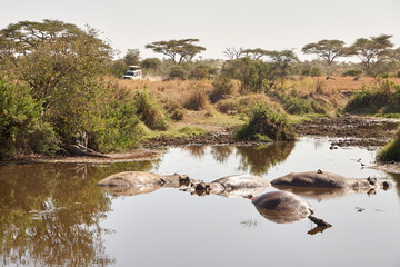 Flusspferde im Wasserloch mit Safari-Fahrzeug in der Serengeti © Jane Be. The Picture