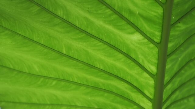 Alocasia large green leaves also known as elephant ears 