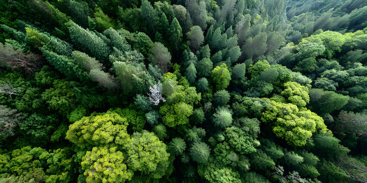 Aerial View of a Lush Green Forest Canopy