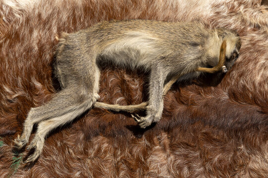 Dead monkey carcass on a fur pile, Lome, Togo