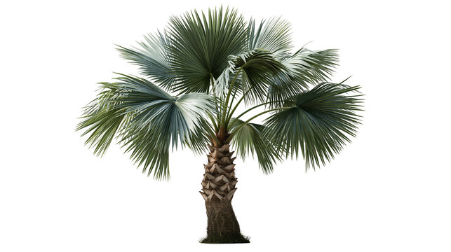 Bismarckia nobilis silver palm tree with fan shaped fronds and textured trunk