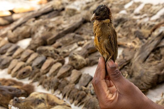 Hand holding a dead bird at a fetish market, Lome, Togo