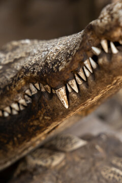 Close-up teeth of a dried crocodile skull, Lome, Togo