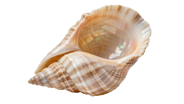 Detailed spiral seashell with intricate patterns, isolated on transparent background
