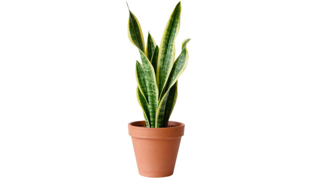 Tall green and yellow snake plant in a terracotta pot, isolated on transparent background
