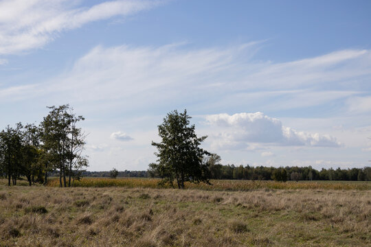 Scenic view of a calm rural landscape featuring a dry autumn meadow with sparse green trees standing individually under a vast light blue sky filled with wispy white cloud streaks on a sunny day.