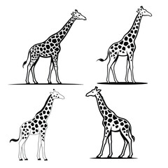 Obraz premium Giraffe Outline Collection, Black and White Wildlife Animal Vector Style