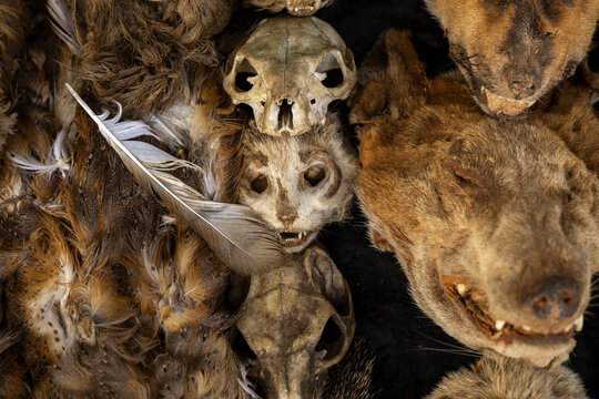 Monkey skull atop a crocodile head, Lome, Togo