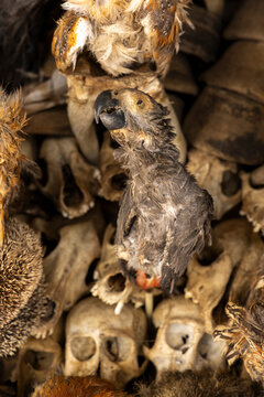 Rows of animal skulls at a fetish market, Lome, Togo