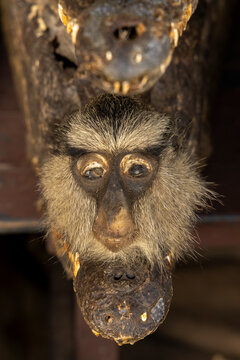 Dried monkey head at a fetish market, Lome, Togo