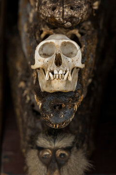 Monkey skull displayed at a fetish market, Lome, Togo