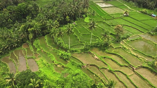 Lush green rice paddies and terraced fields creating intricate patterns, surrounded by tropical palm trees and dense jungle foliage, showing agricultural landscape of Bali, Indonesia. Aerial panorama