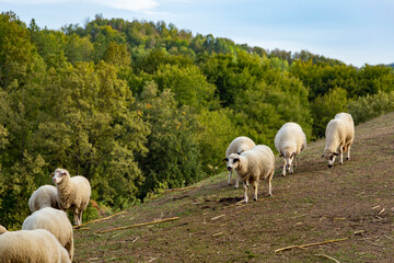 Flock of sheep grazing on a green pasture in a hilly mountain landscape © Sergey Fedoskin