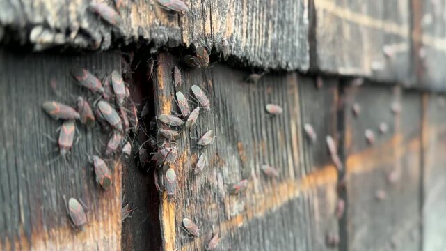 Handheld shot of Boxelder bugs massed on the exterior wall of a house at Monte Creek, slightly out of focus with a shallow depth of field and natural lighting.