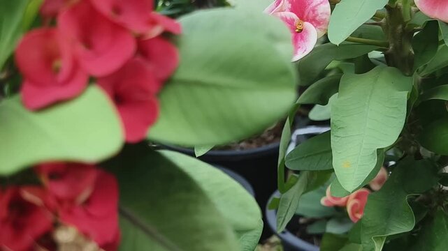 Daphnis nerii (hawk moth) on a red Crown of Thorns flower.