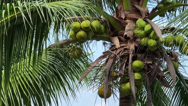 Close-up footage of coconuts and young buko growing on a coconut palm tree in Cagraray Island, Bacacay, Albay, Philippines. Tropical agricultural and natural scenery representing coconut cultivation a