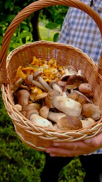 Wild mushrooms in a hand. Selective focus.