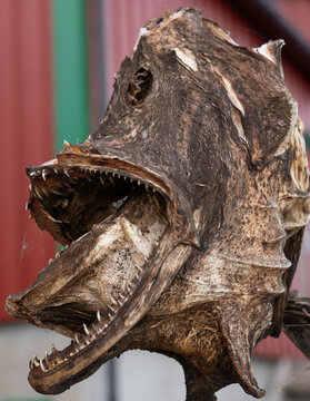 Title:
Dried fish head with sharp teeth displayed at a fishing harbor