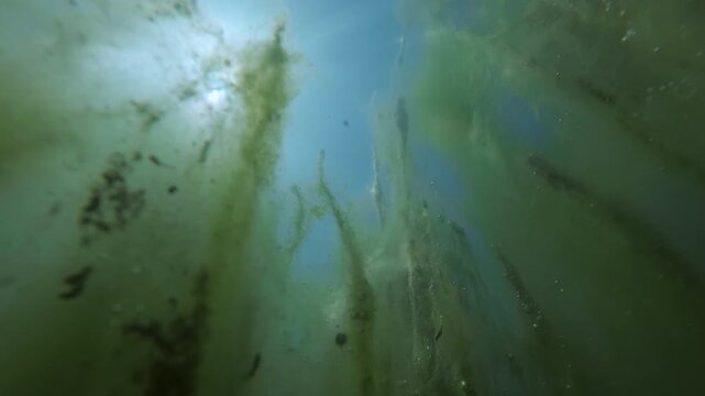 Underwater view of vivid green filamentous algae in marsh pond, with brilliant sunburst (god rays) filtering through dense, slimy freshwater vegetation and air bubbles against vivid blue sky
