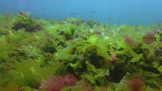 Vivid sea bottom covered with green Ulva sea lettuce sheets and red Ceramium algae waving in shallow current with sand smelt fish swims against turquoise water. Natural underwater landscape