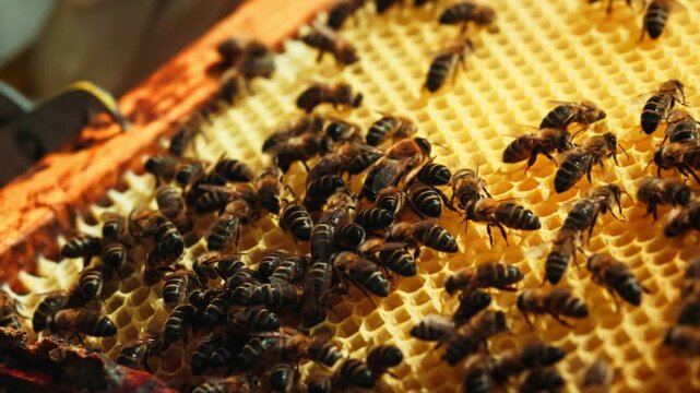 Honeybees cover a golden honeycomb frame inside a wooden beehive in Ibiza.
