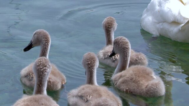 Flock of Fluffy Mute Swan Cygnets Swimming Together on Lake