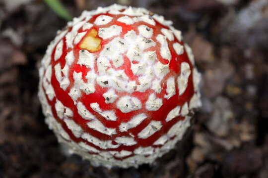 Junger Fliegenpilz von oben
