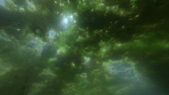 Low-angle underwater view of bright sunlight breaking through thick, dense ceiling of floating vivid green filamentous algae (Spirogyra) in murky, emerald water of natural freshwater swamp ecosystem