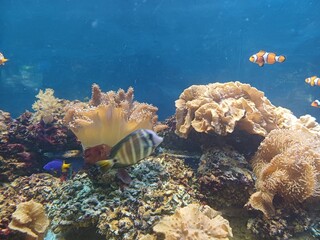 Aquarium © AfterRab