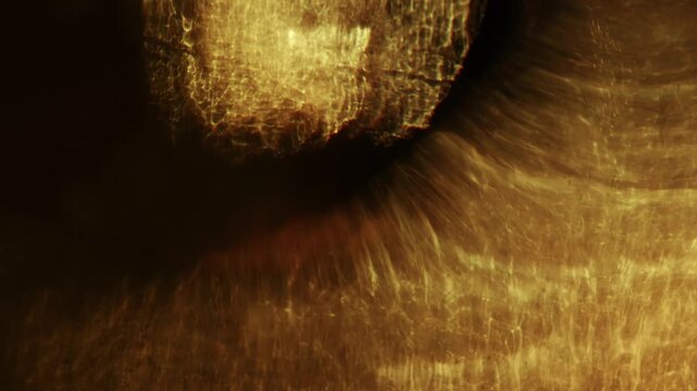 Warm sunlight refracts through a faceted crystal vase, casting flowing golden caustics and abstract glowing patterns in close-up.